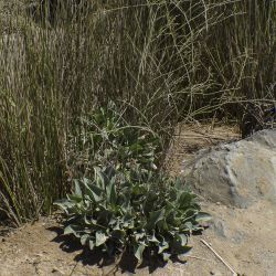 Limonium delicatulum subsp. delicatulum