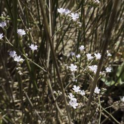 Limonium delicatulum subsp. delicatulum