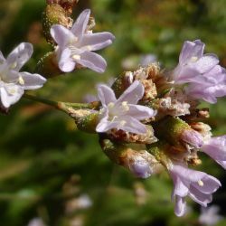 Limonium delicatulum subsp. delicatulum