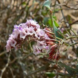 Limonium fallax