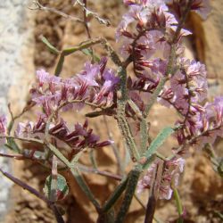 Limonium fallax