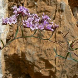 Limonium fallax