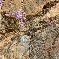Limonium fallax
