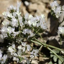 Limonium lobatum