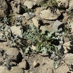 Limonium lobatum