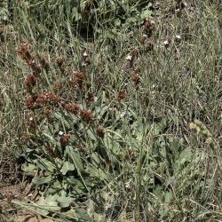 Limonium mouretii