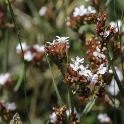 Limonium mouretii