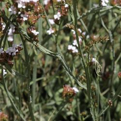 Limonium mouretii