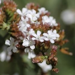 Limonium mouretii