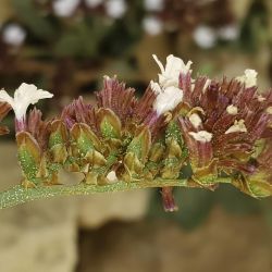 Limonium mouretii