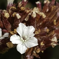 Limonium mouretii