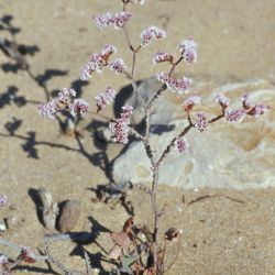 Limonium mucronatum