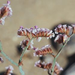 Limonium mucronatum