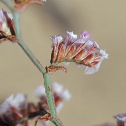 Limonium mucronatum