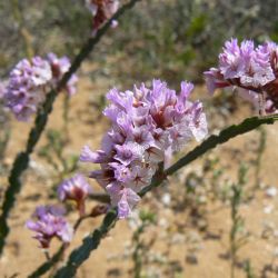 Limonium mucronatum