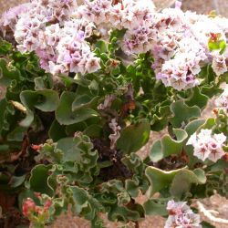 Limonium mucronatum