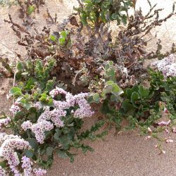 Limonium mucronatum