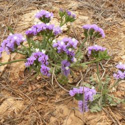 Limonium sinuatum subsp. beaumierianum