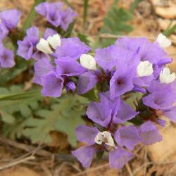 Limonium sinuatum subsp. beaumierianum
