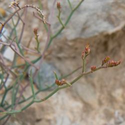 Limonium trachycladum
