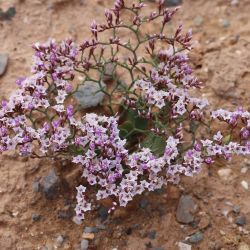 Limonium trachycladum