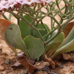 Limonium trachycladum