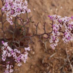 Limonium trachycladum