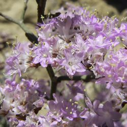 Limonium tuberculatum