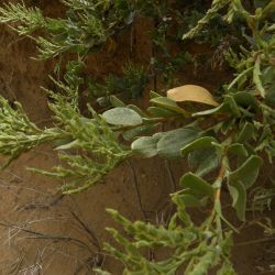 Saharanthus ifniensis