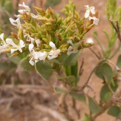 Saharanthus ifniensis