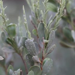 Saharanthus ifniensis