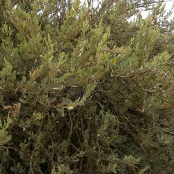 Saharanthus ifniensis
