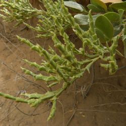 Saharanthus ifniensis