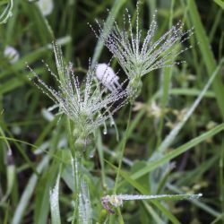 Aegilops geniculata