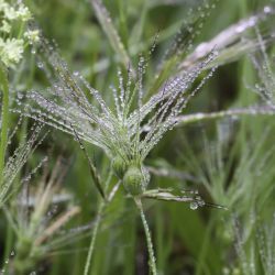 Aegilops geniculata