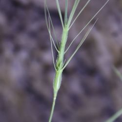 Aegilops triuncialis subsp. triuncialis