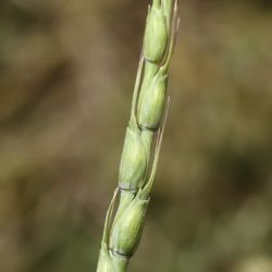 Aegilops ventricosa