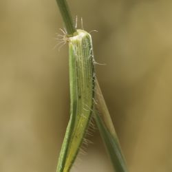 Aegilops ventricosa