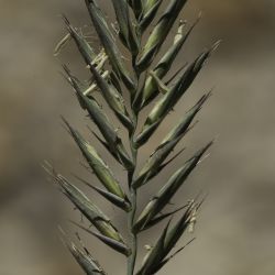 Agropyron cristatum subsp. brachyatherum