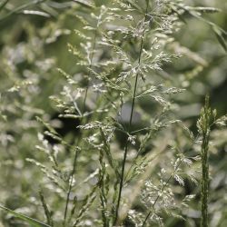 Agrostis stolonifera