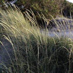 Ammophila arenaria subsp. arundinacea