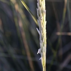 Ammophila arenaria subsp. arundinacea