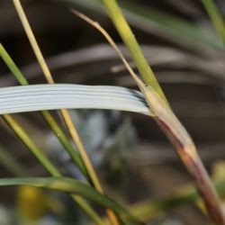 Ammophila arenaria subsp. arundinacea