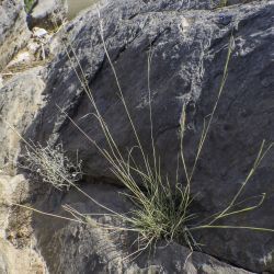 Andropogon distachyos