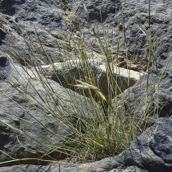 Andropogon distachyos