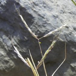 Andropogon distachyos