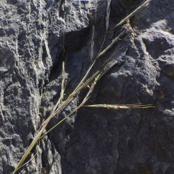 Poaceae