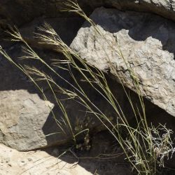 Andropogon distachyos