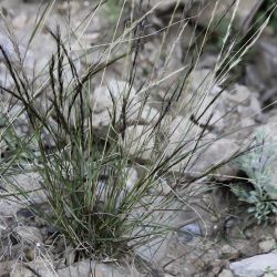 Aristida adscensionis