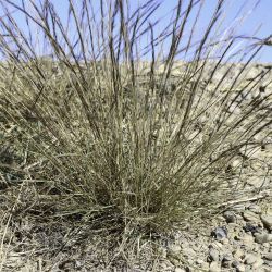 Aristida adscensionis